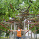Nastasya, 37